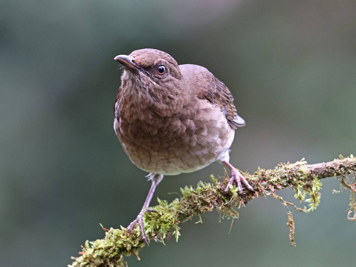Black-billed Thrush - ML644481349