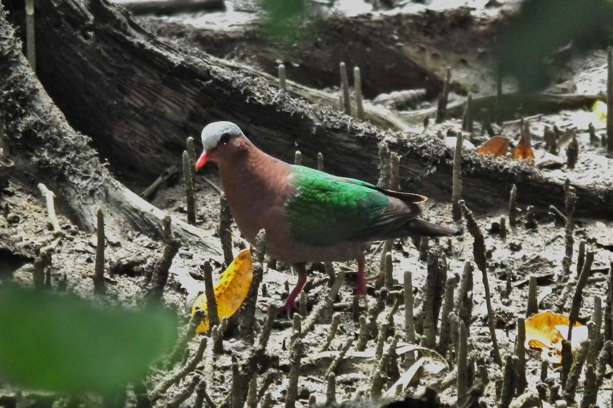 Asian Emerald Dove - ML644481355