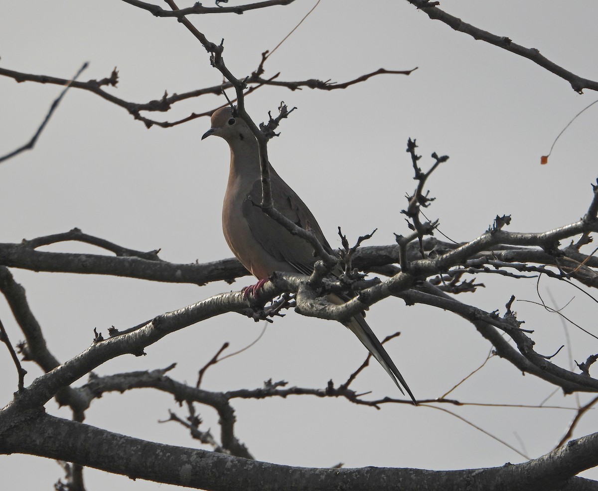 Zenaida arrunta - ML644481356