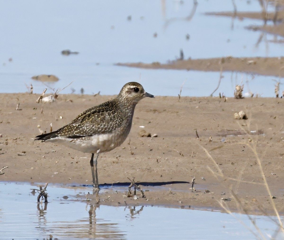 kanadalo - ML644481368