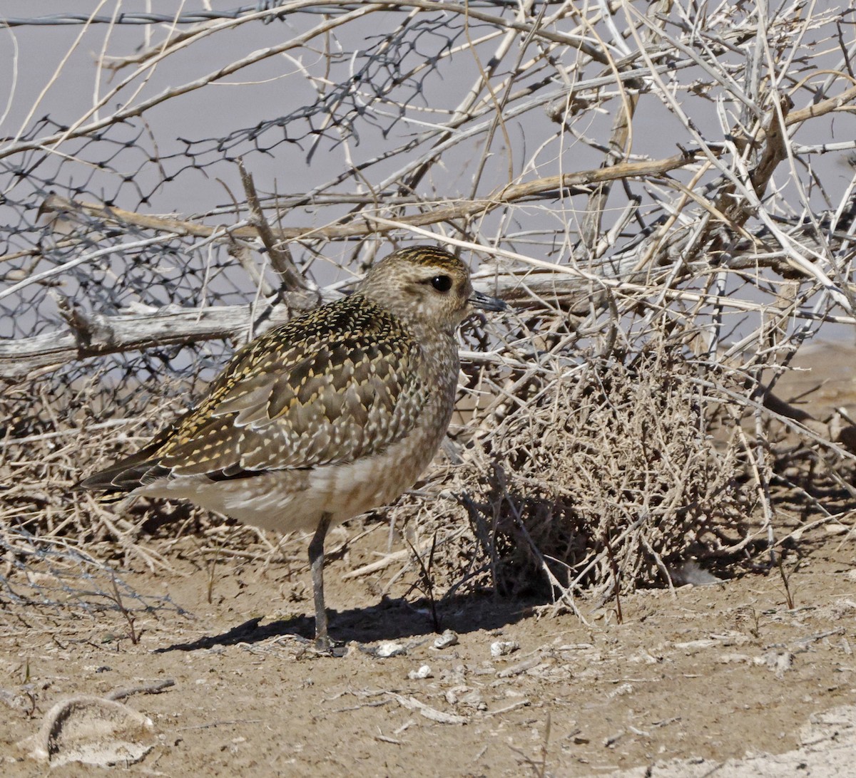 kanadalo - ML644481370