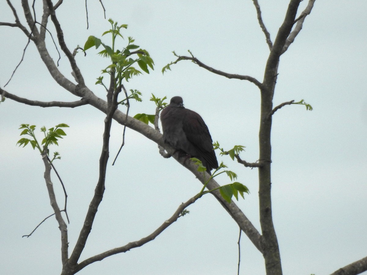 Paloma Colorada - ML644481372