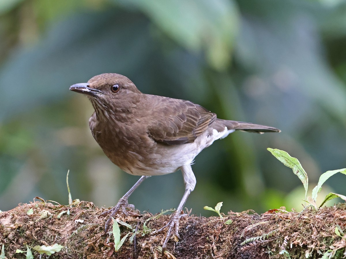 Black-billed Thrush - ML644481373