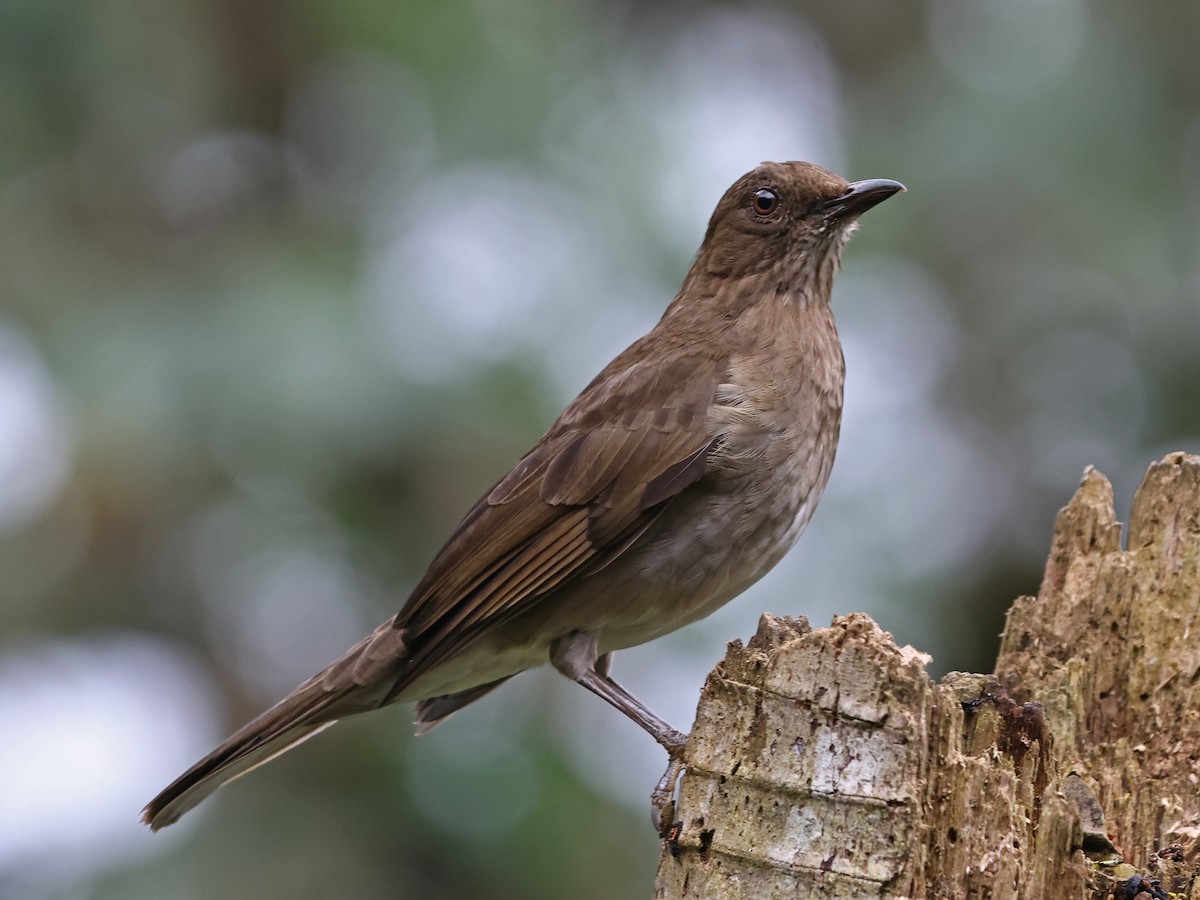 Black-billed Thrush - ML644481374