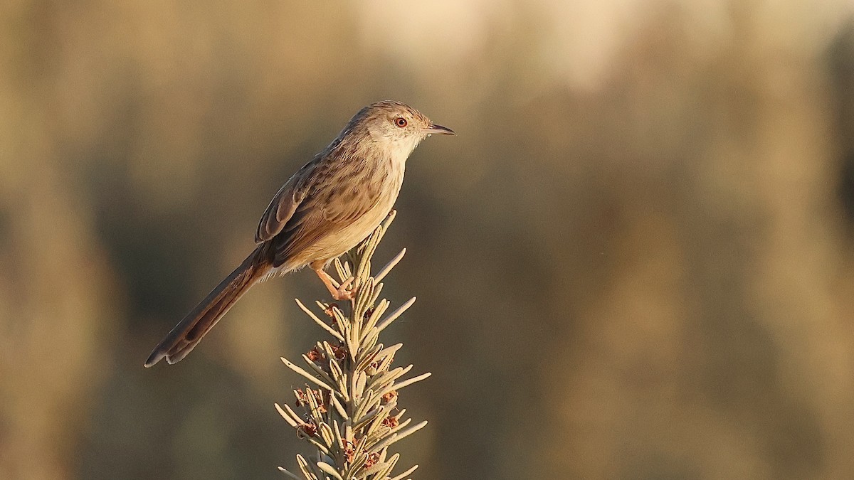 Изящная приния - ML644481376