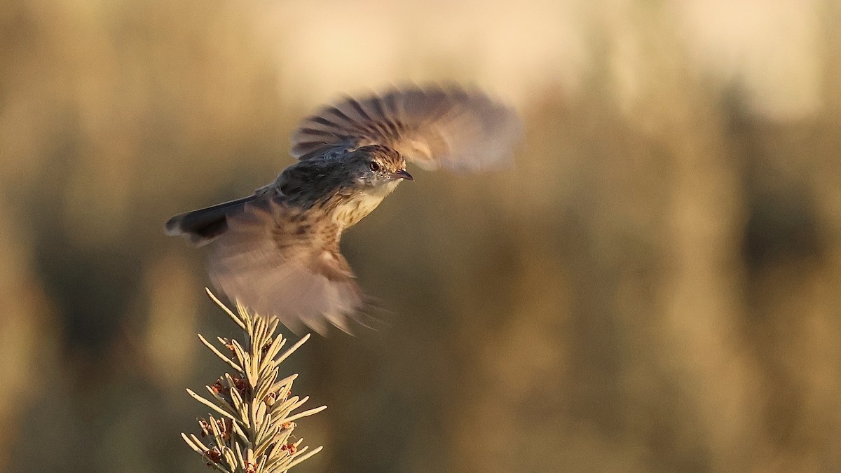 Изящная приния - ML644481377