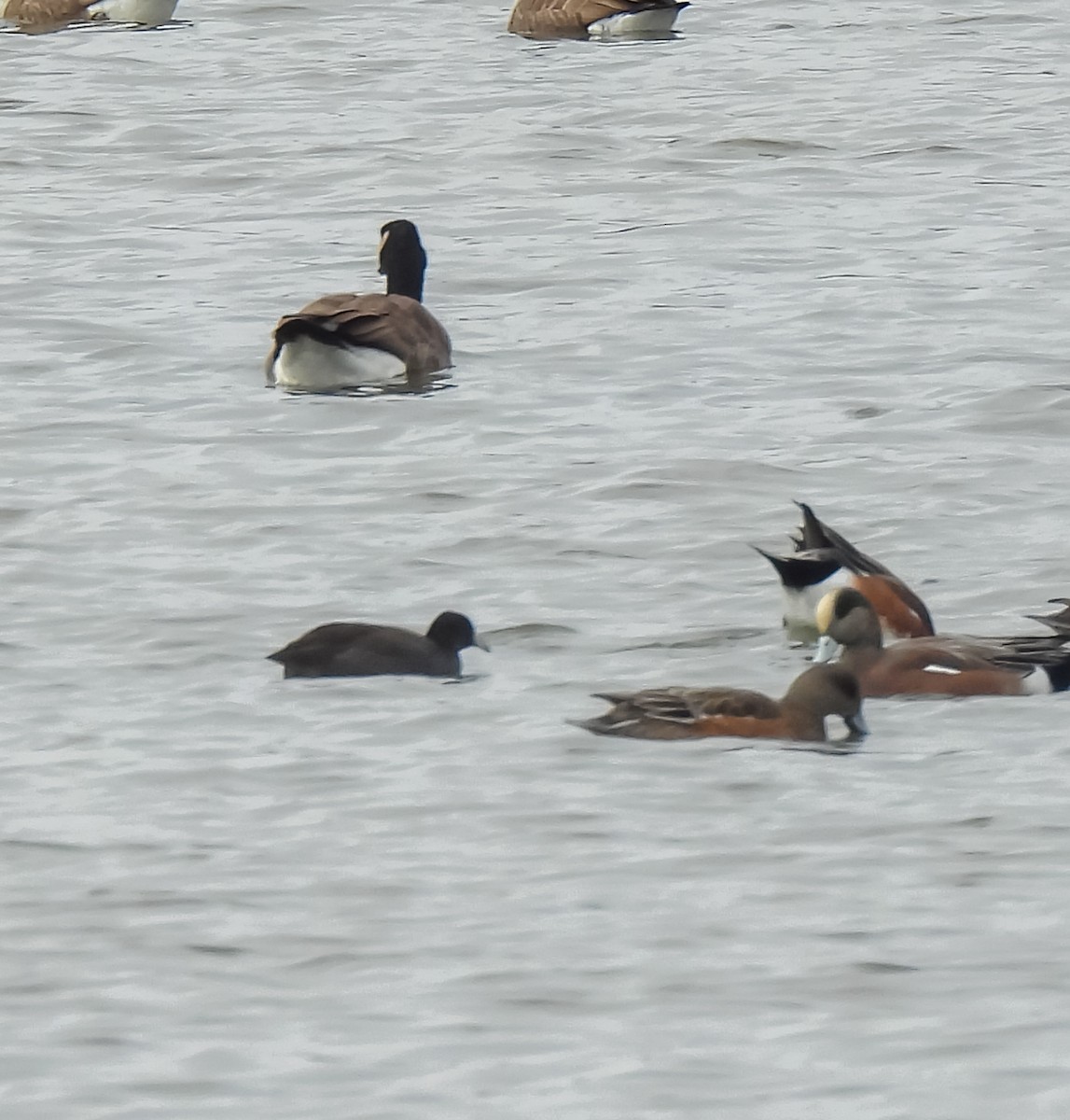 Kopetazuri amerikarra - ML644481385