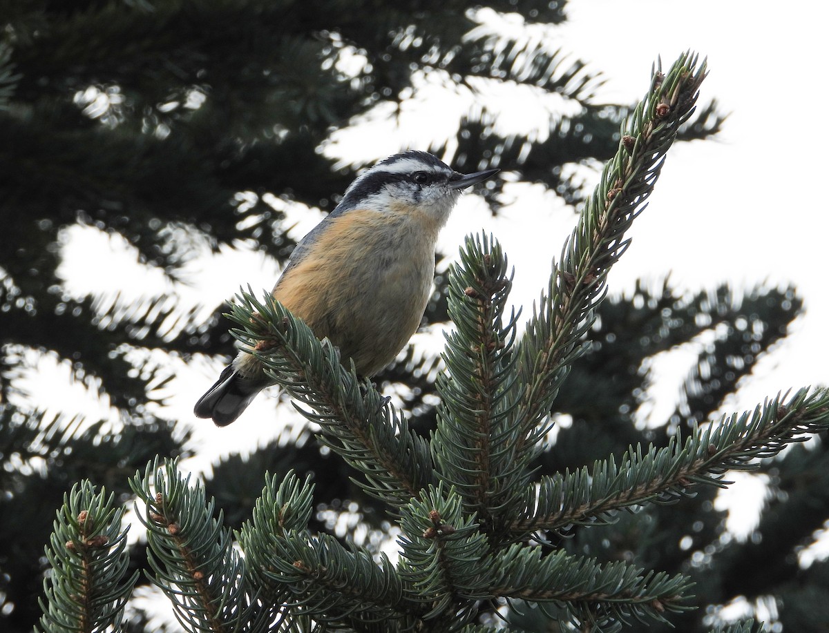 Повзик канадський - ML644481386