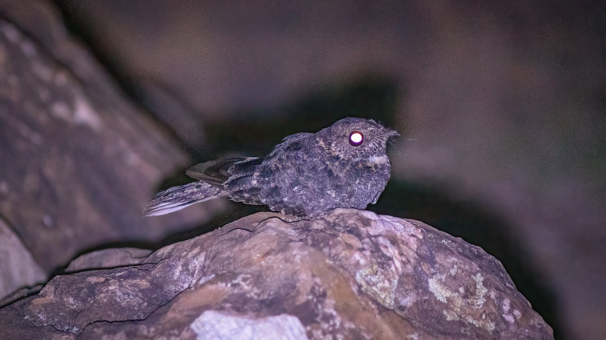 Band-winged Nightjar (longirostris) - ML644481387