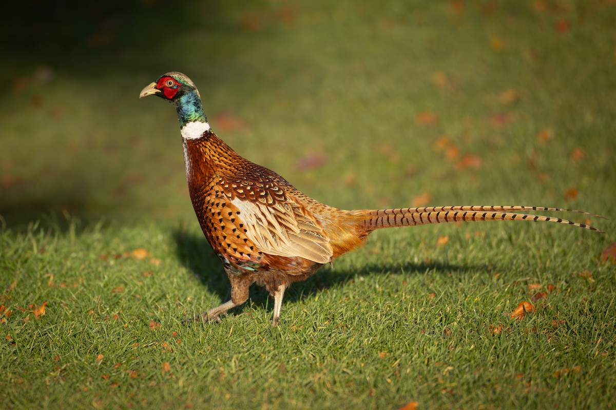 Faisai arrunta - ML644481388