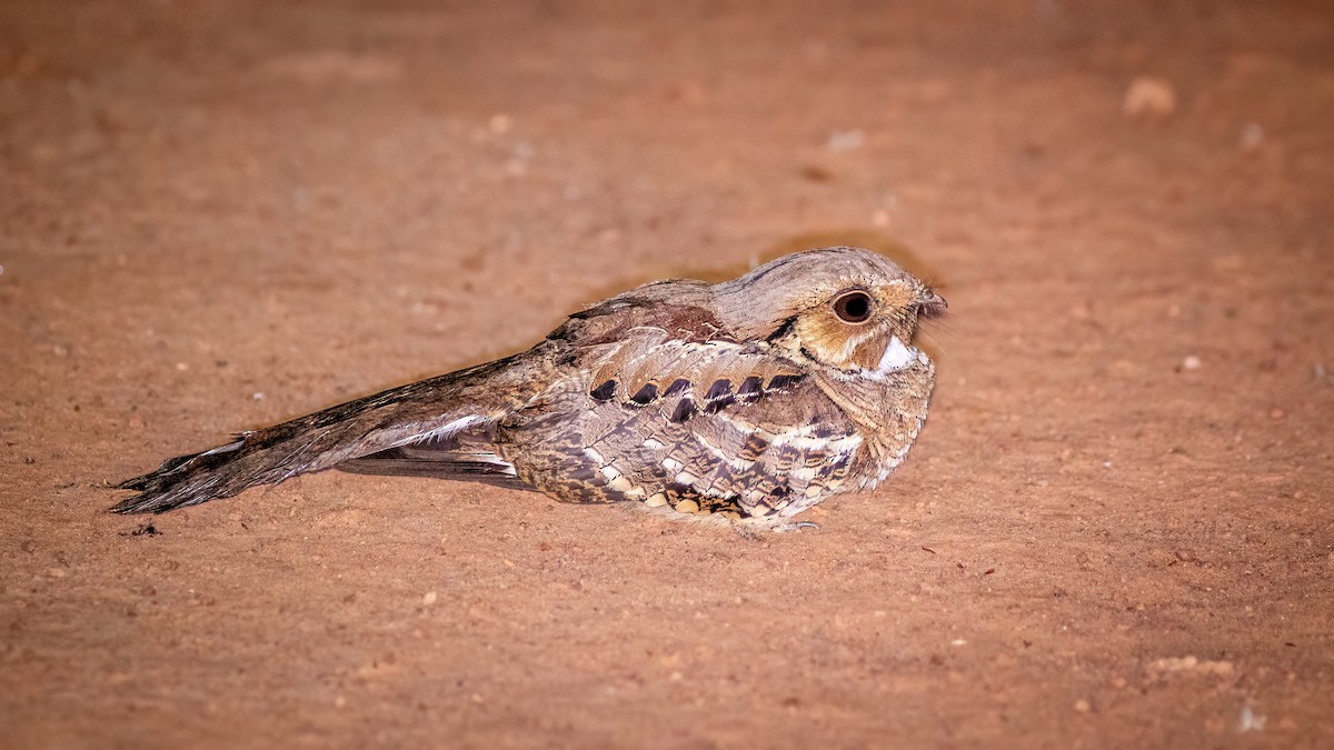 Common Pauraque - ML644481390