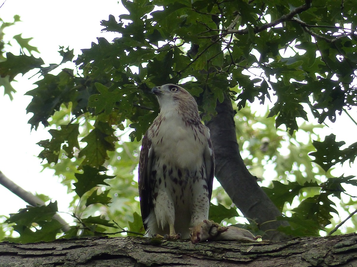 káně rudochvostá - ML644481392