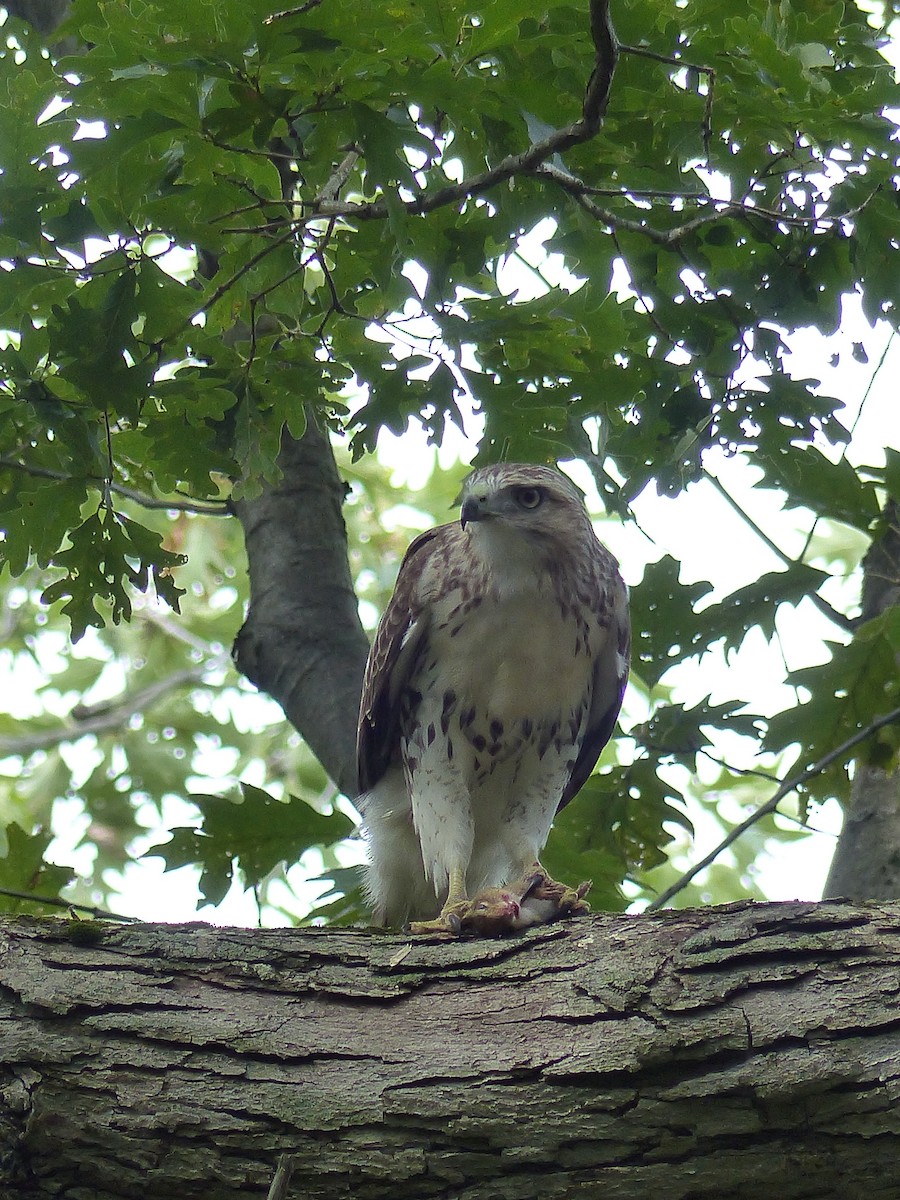 káně rudochvostá - ML644481393