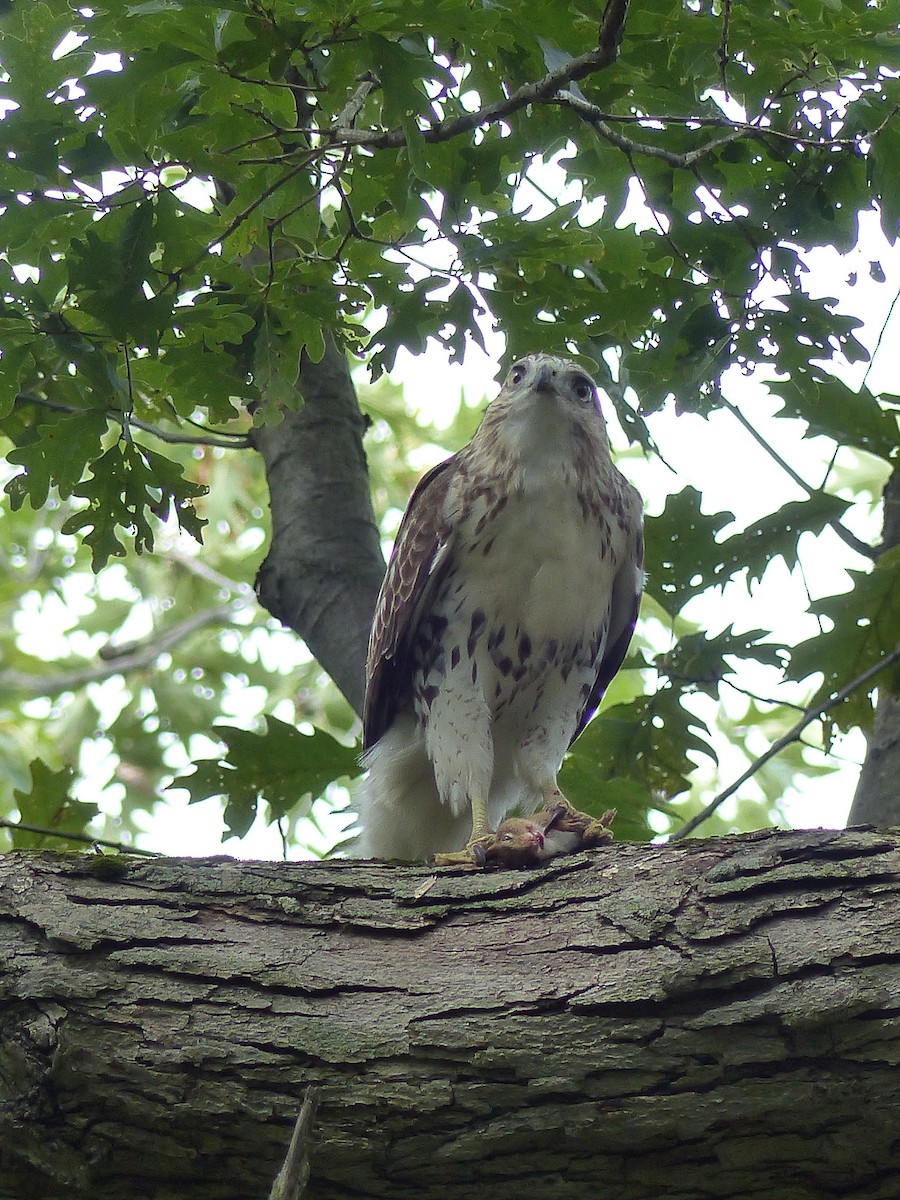 káně rudochvostá - ML644481394