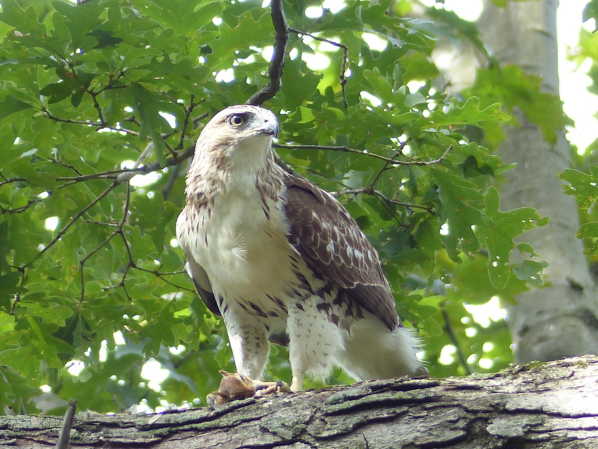 káně rudochvostá - ML644481395