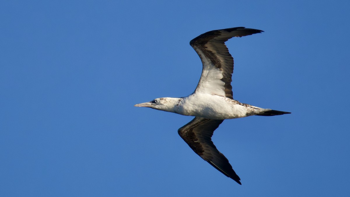 Zanga arrunta - ML644481396