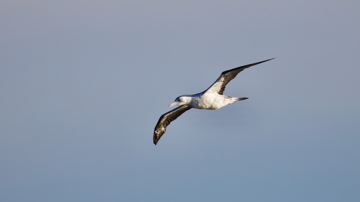 Zanga arrunta - ML644481398