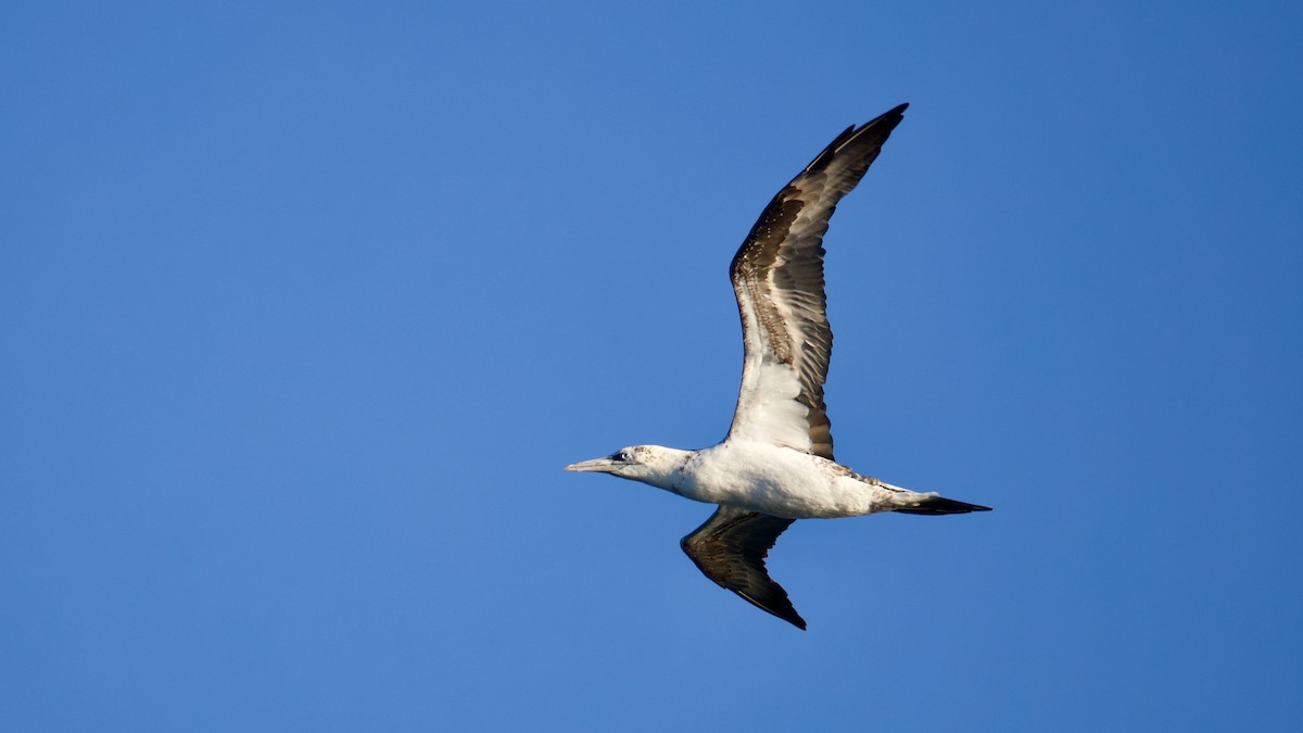 Zanga arrunta - ML644481399