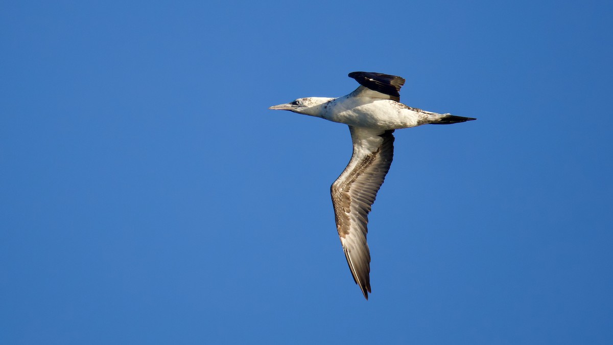 Zanga arrunta - ML644481400