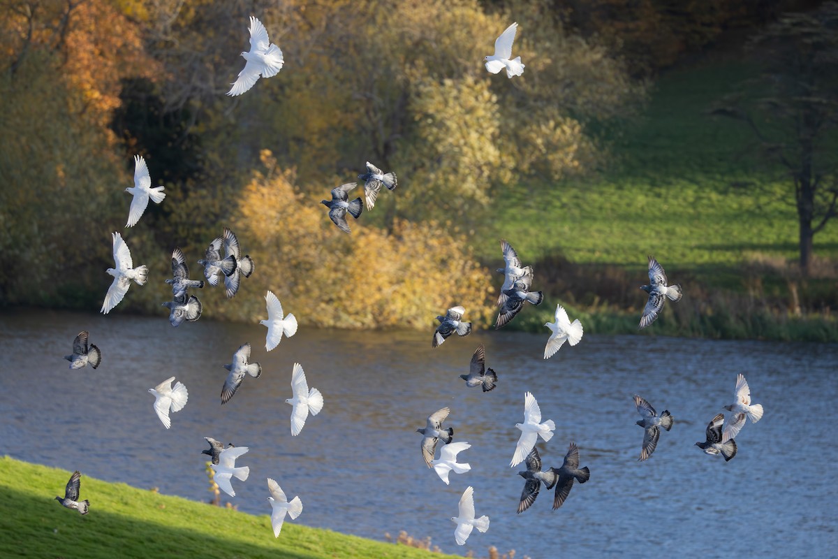 Haitz-usoa (etxekoa) - ML644481401