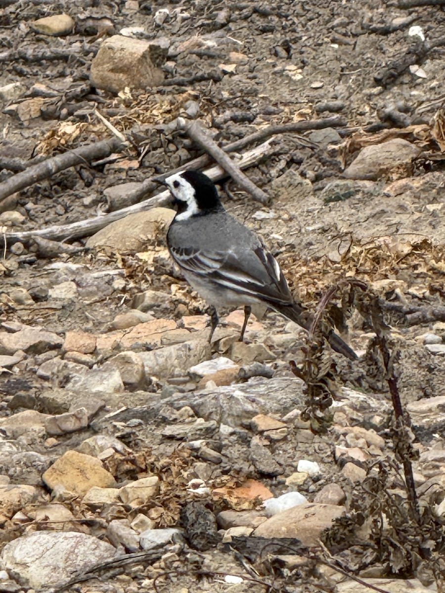 Buztanikara zuria - ML644481402