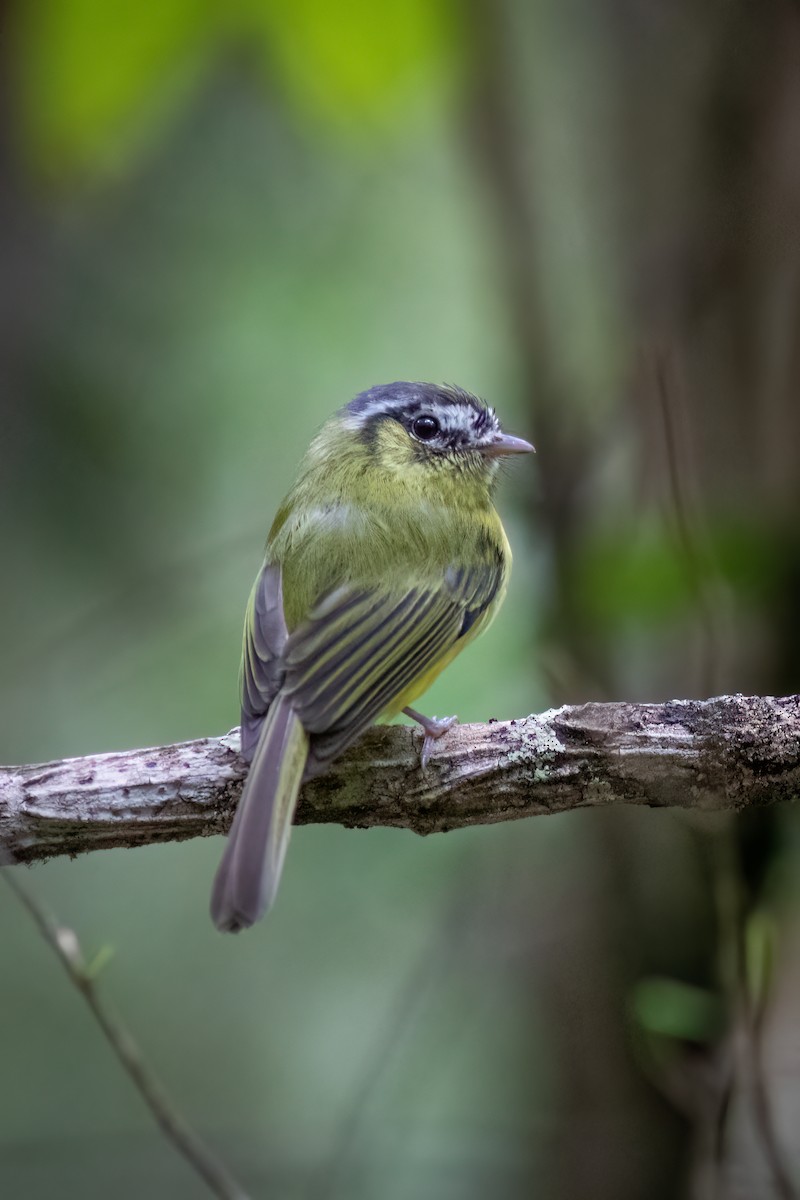 Southern Bristle-Tyrant - ML644481403