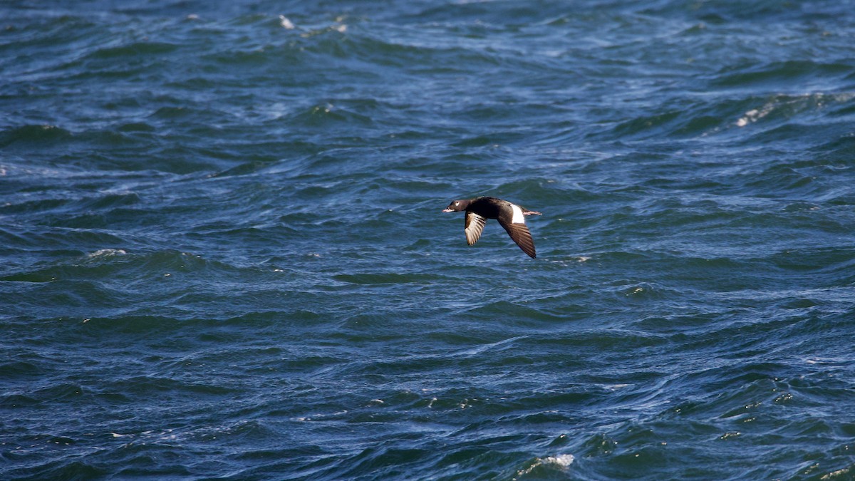 Ahatebeltz hegalzuri amerikarra - ML644481406