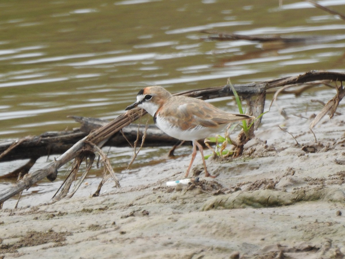 Collared Plover - ML644481407