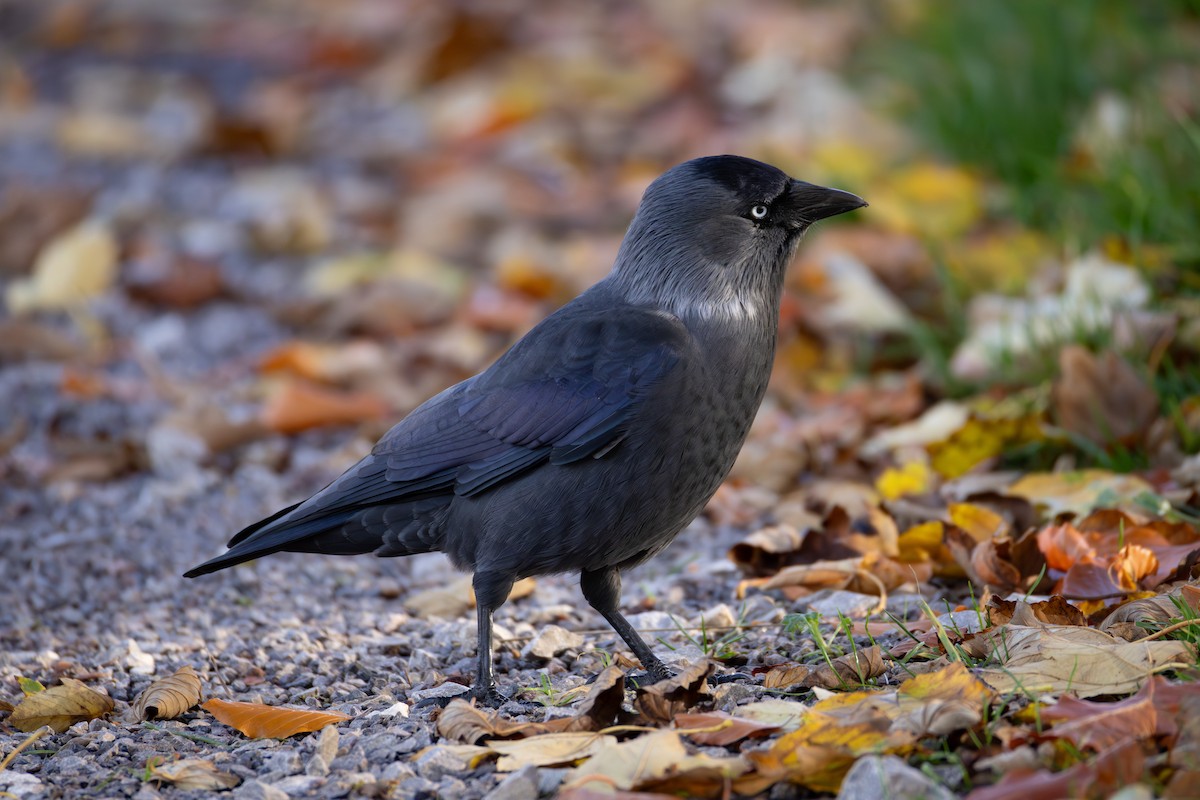 Belatxiki arrunta - ML644481410