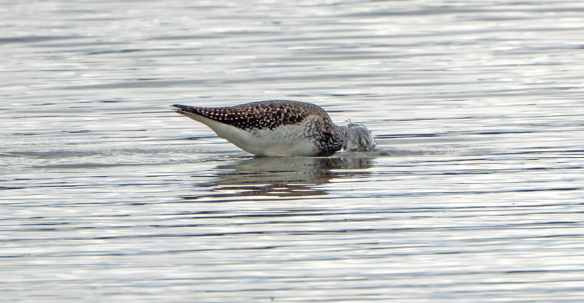 Kuliska hankahori handia - ML644481412