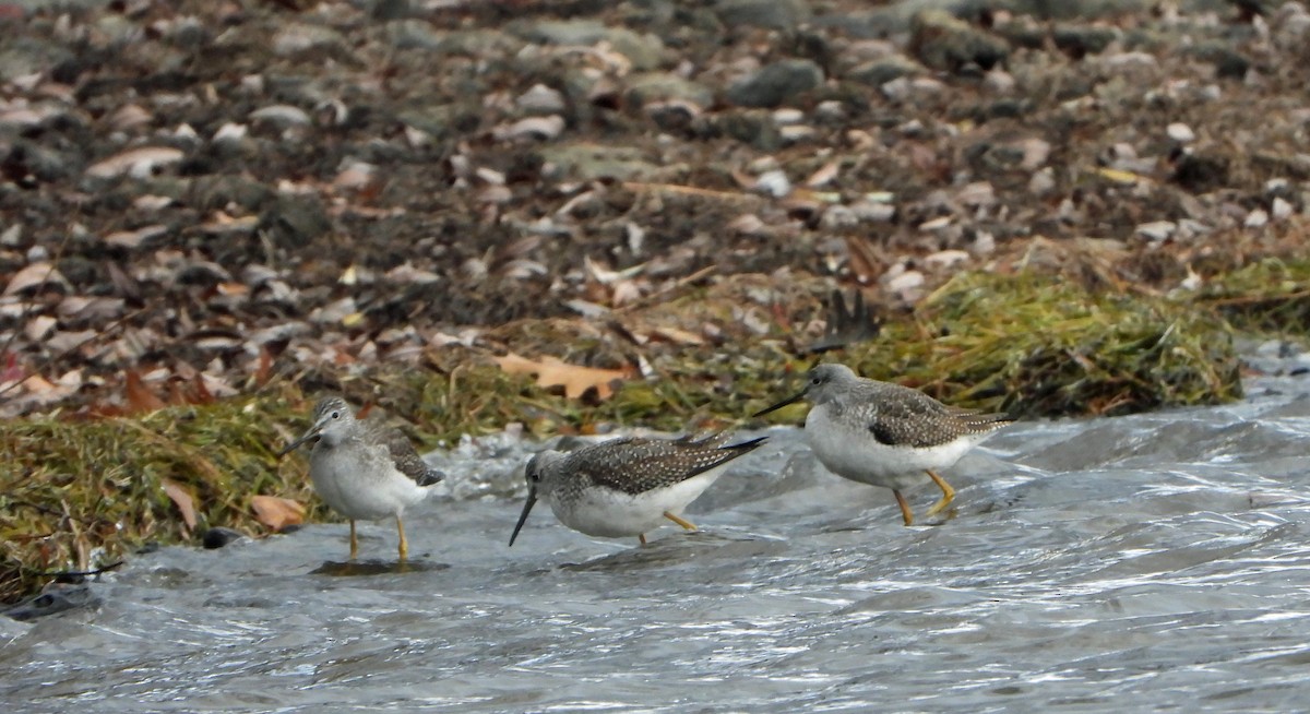 Kuliska hankahori handia - ML644481413