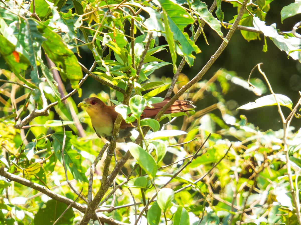 Common Squirrel-Cuckoo - ML644481416