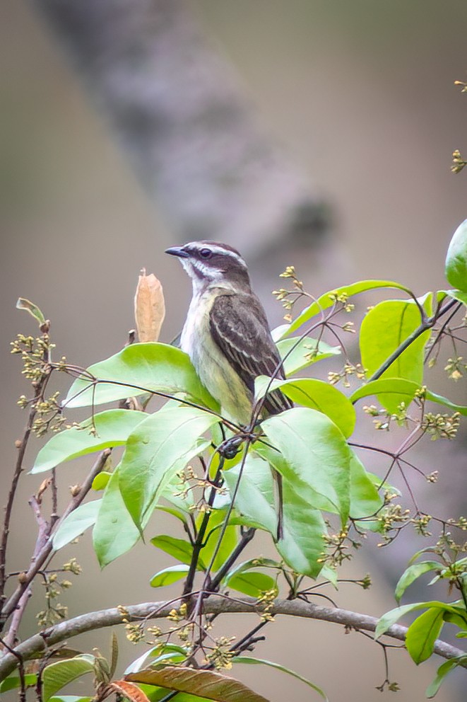 Piratic Flycatcher - ML644481417