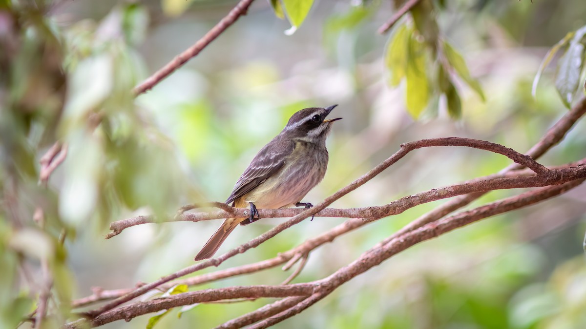 Piratic Flycatcher - ML644481419