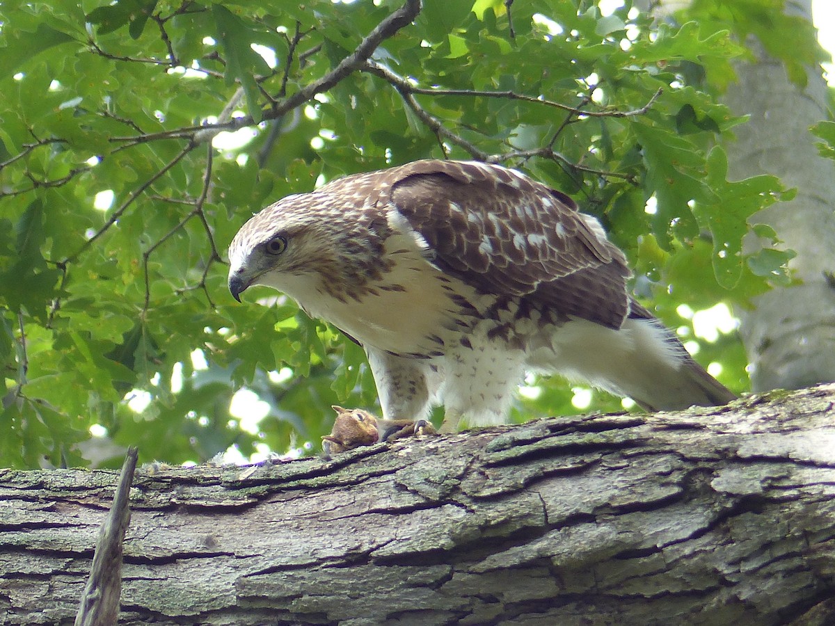 káně rudochvostá - ML644481425