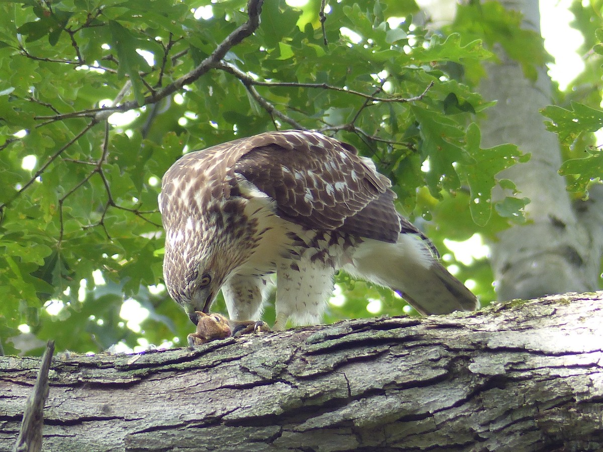 káně rudochvostá - ML644481426