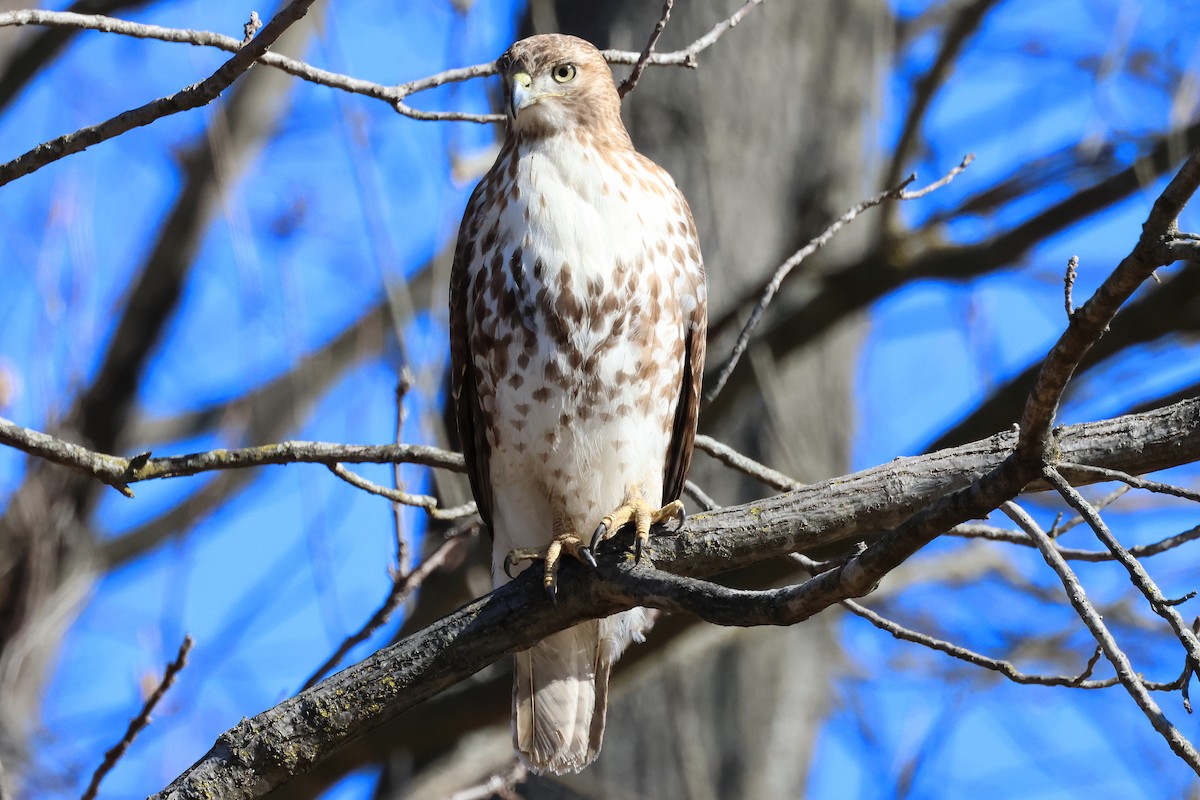 káně rudochvostá - ML644481429