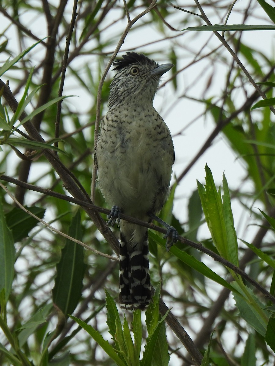 Сорокуш смугастий - ML644481433