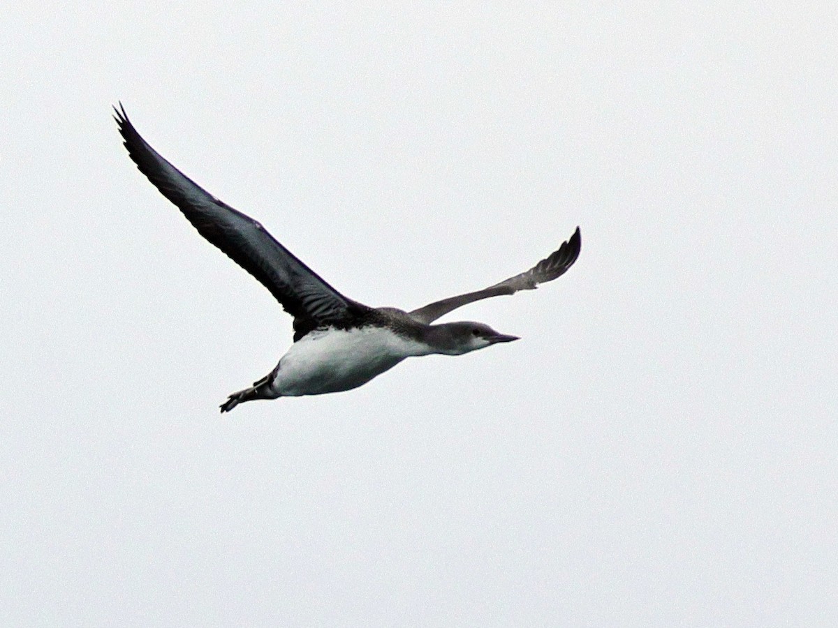 Plongeon du Pacifique - ML644481436