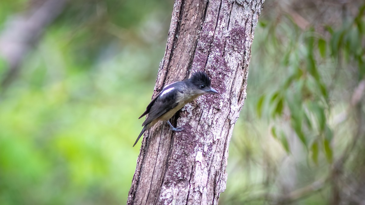 Crested Becard - ML644481437