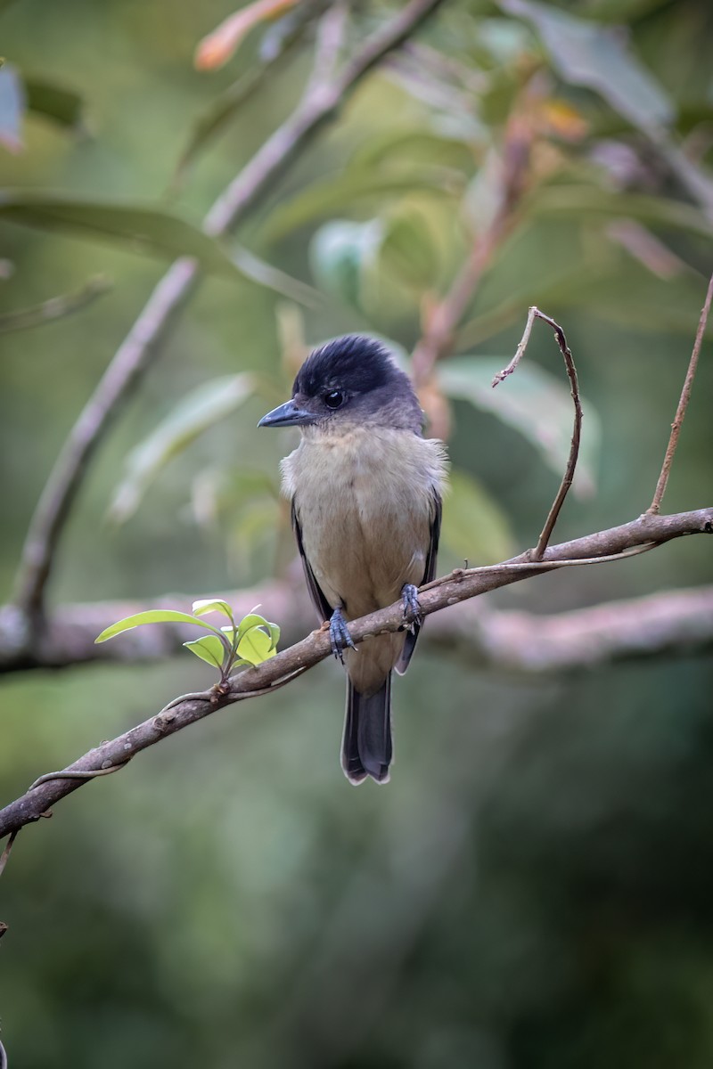 Crested Becard - ML644481438