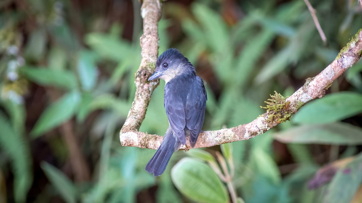 Crested Becard - ML644481439