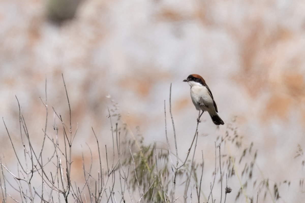Woodchat Shrike - ML644481456