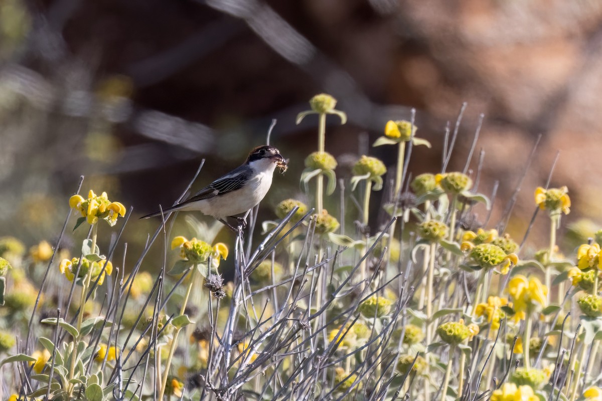 Woodchat Shrike - ML644481457