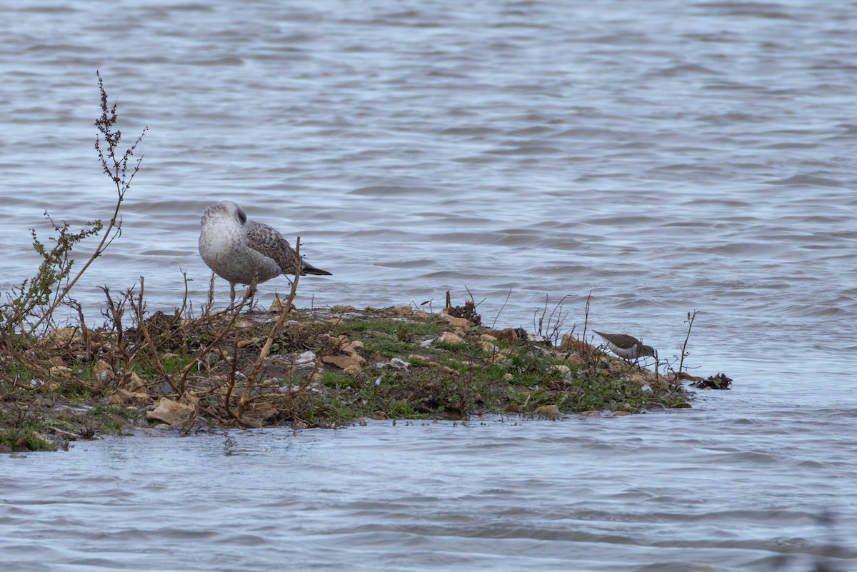 Хайргын хөгчүү - ML644481464