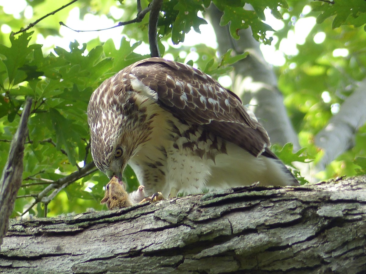 káně rudochvostá - ML644481467