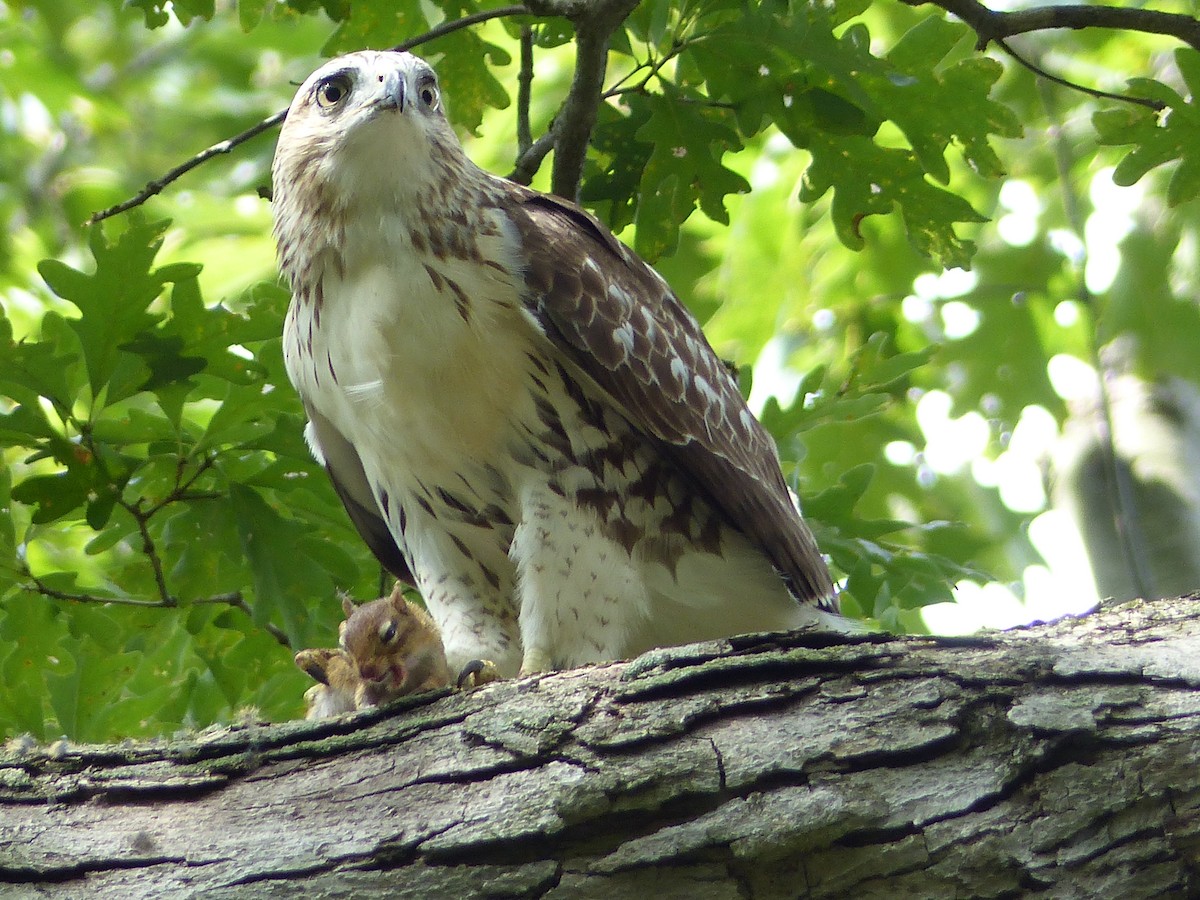 káně rudochvostá - ML644481468