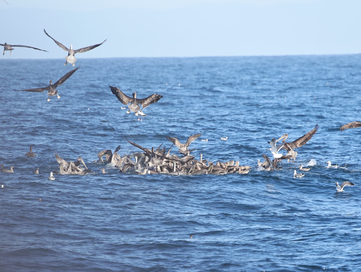 Pélican brun - ML644481472