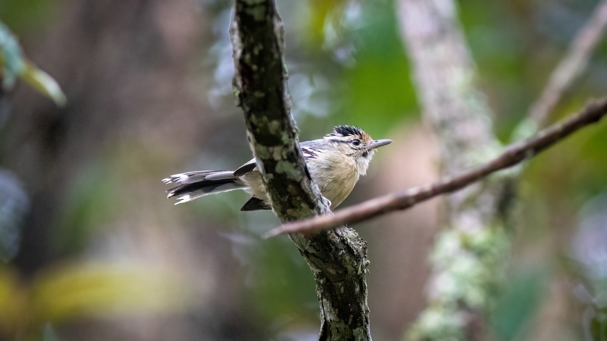 Black-capped Antwren - ML644481473