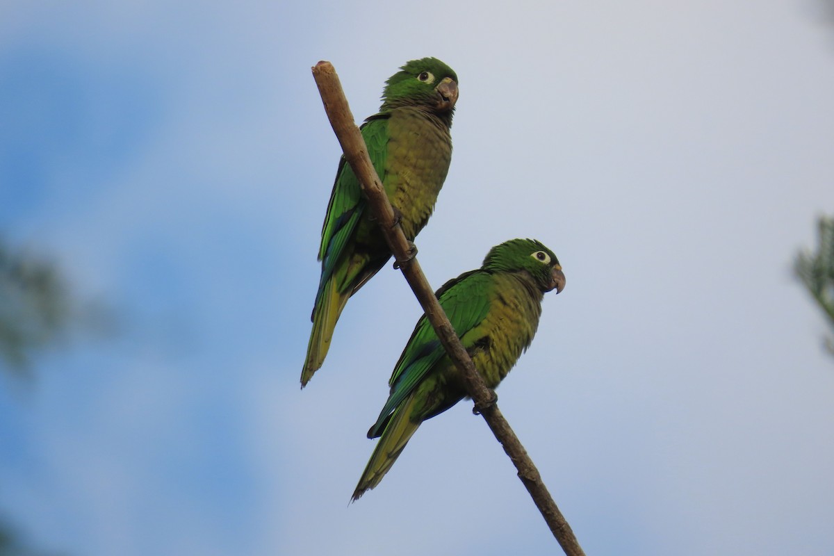 mayaparakitt - ML644481474